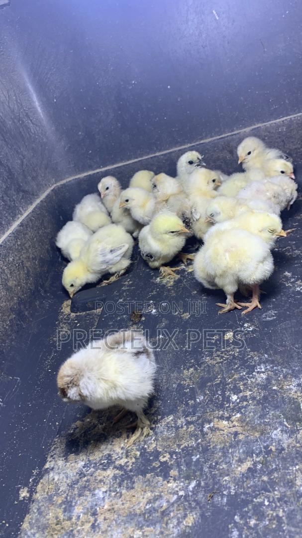 2-8days Old Light Color Brahma Chicks · Photo 1