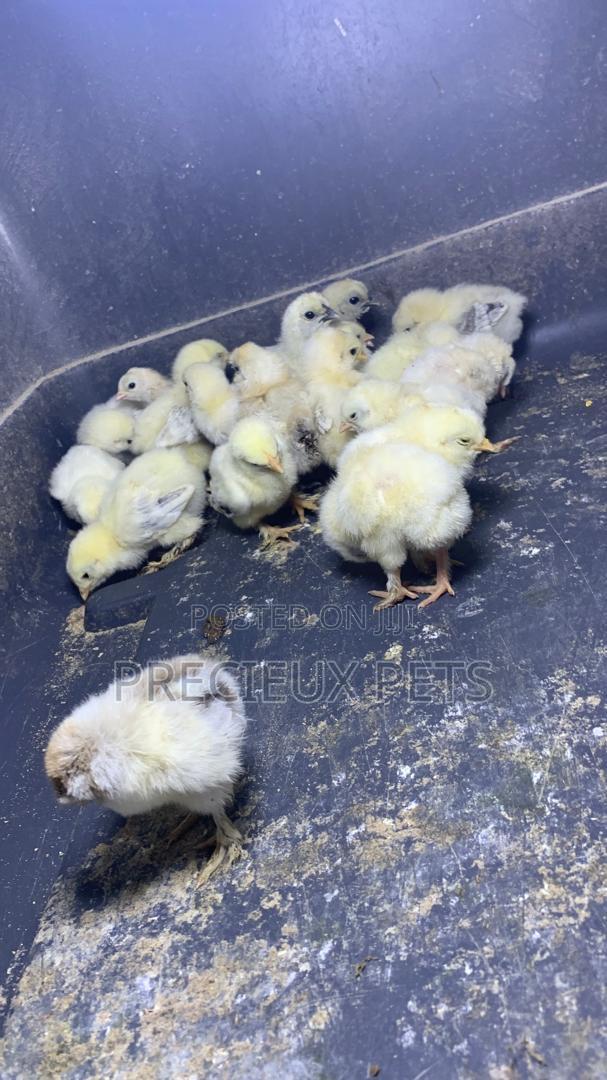 2-8days Old Light Color Brahma Chicks · Photo 2