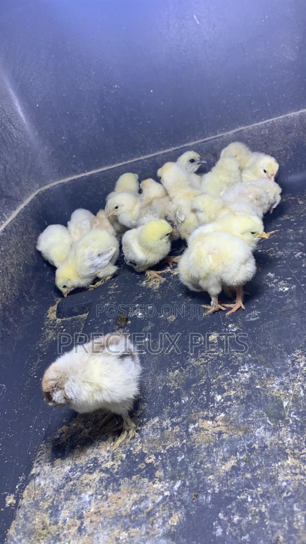 2-8days Old Light Color Brahma Chicks · Photo 3