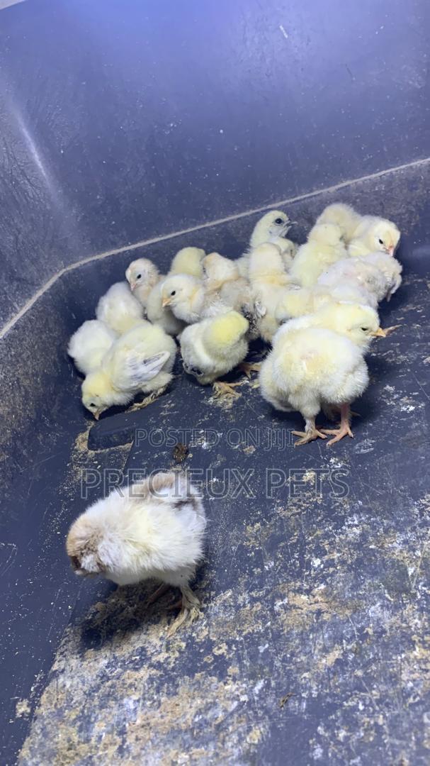 2-8days Old Light Color Brahma Chicks · Photo 4