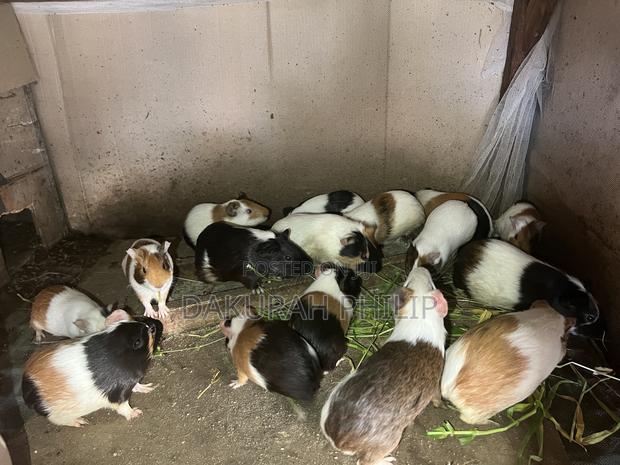 Guinea Pigs for Sale · Photo 6