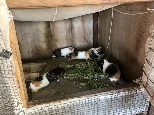 Guinea Pigs for Sale · Photo 7