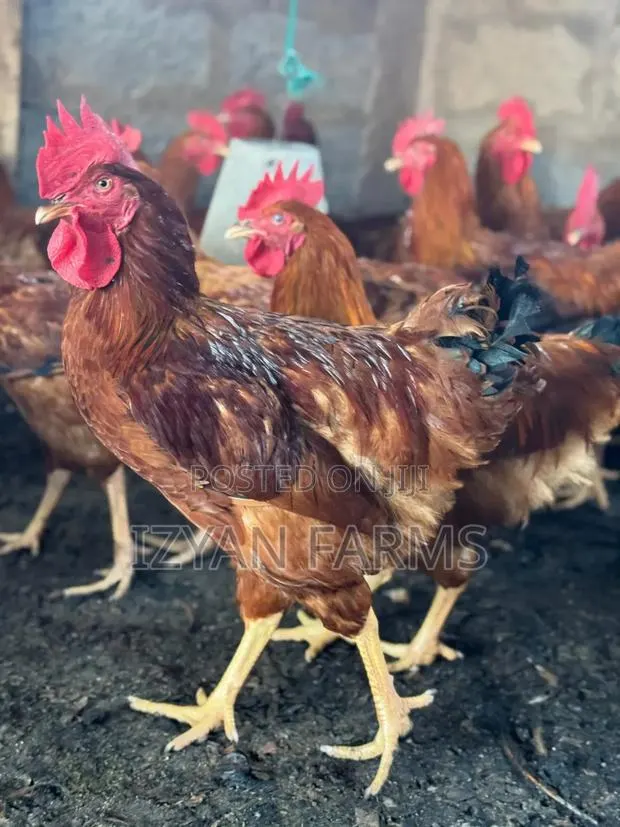 Poultry ( Sasso Birds) · Photo 1