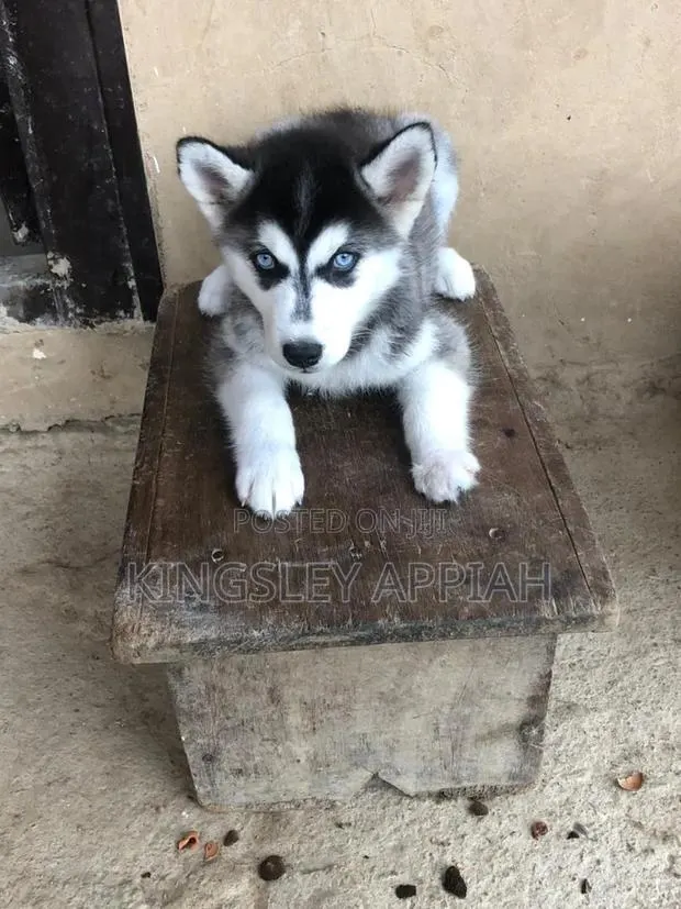 1-3 months Male Purebred Siberian Husky · Photo 1