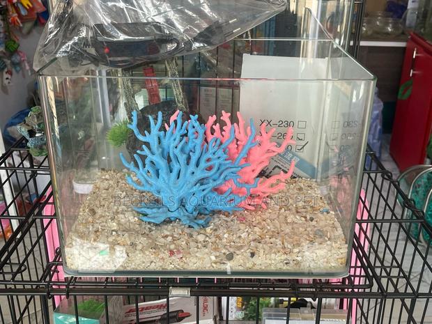 Robins Table Top Aquarium · Photo 1
