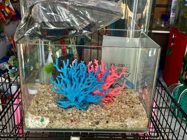 Robins Table Top Aquarium · Photo 2