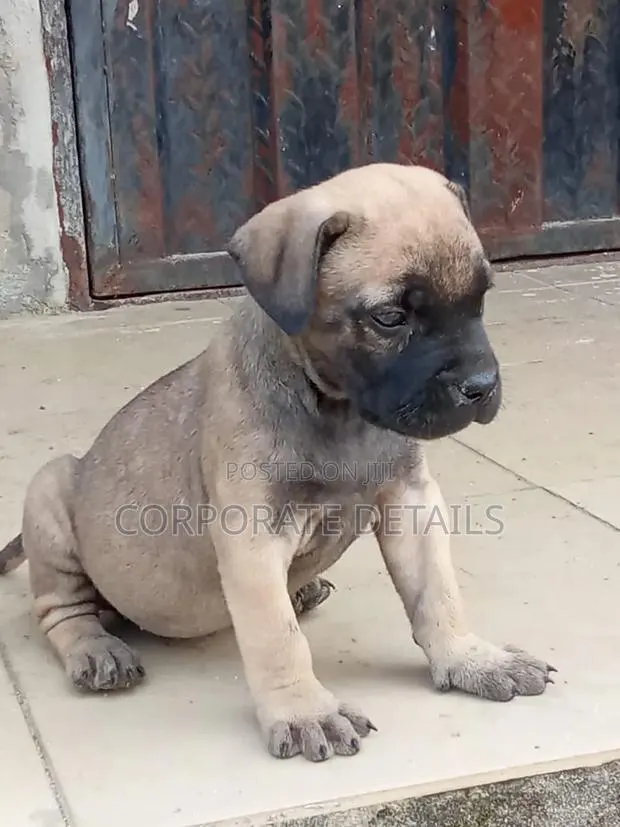 1-3 months Male Purebred Boerboel · Photo 1