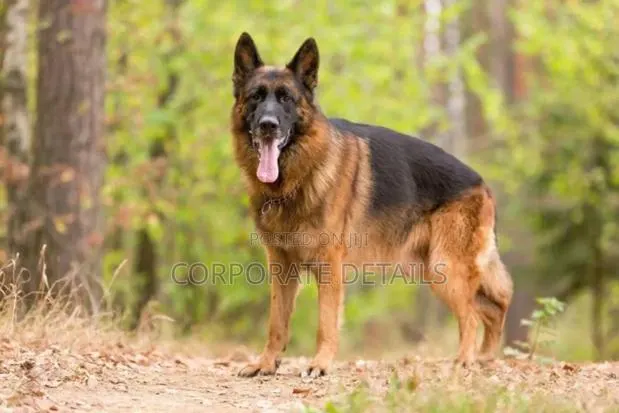 6-12 months Female Purebred German Shepherd · Photo 1