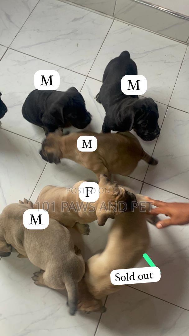 1-3 months Female Purebred Boerboel · Photo 1