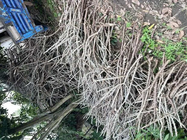 Cassava Stick · Photo 1