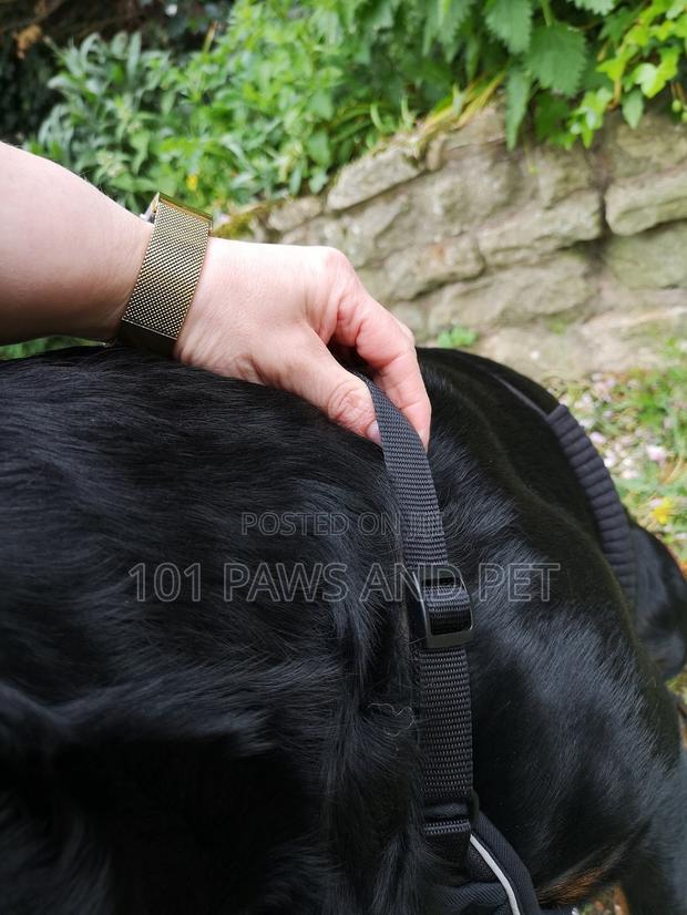 Haiti Pet Harness · Photo 7