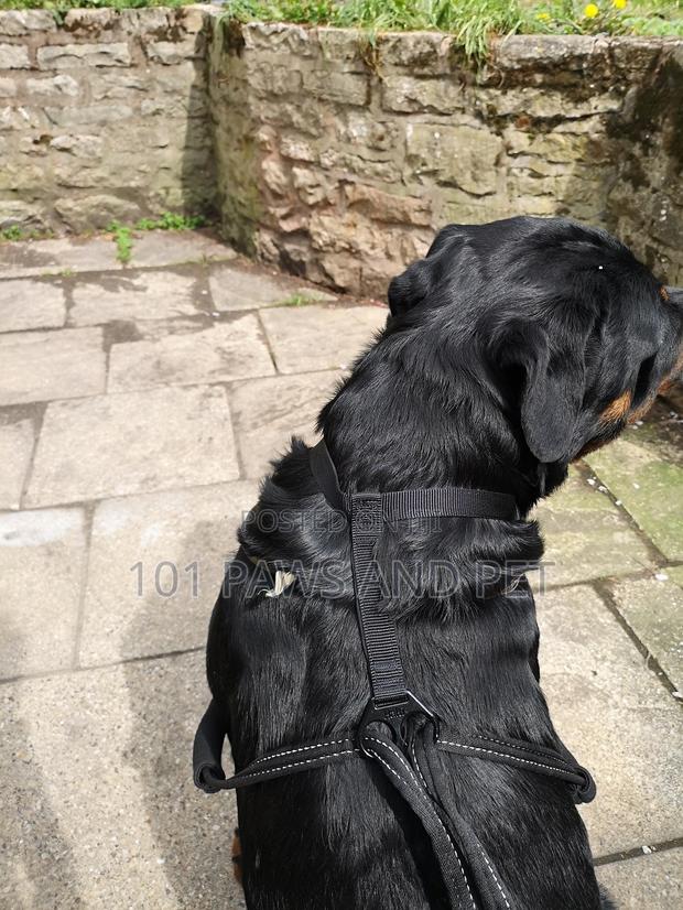 Haiti Pet Harness · Photo 6