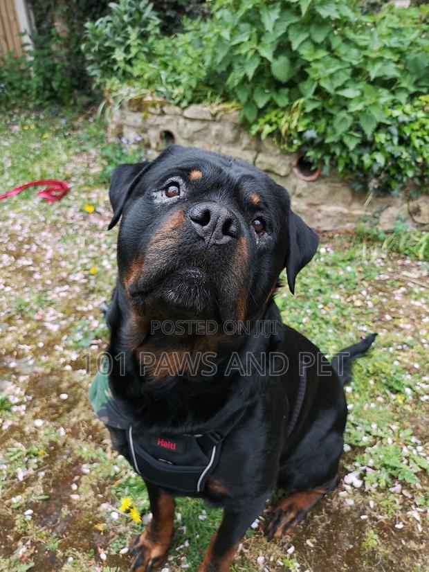 Haiti Pet Harness · Photo 8