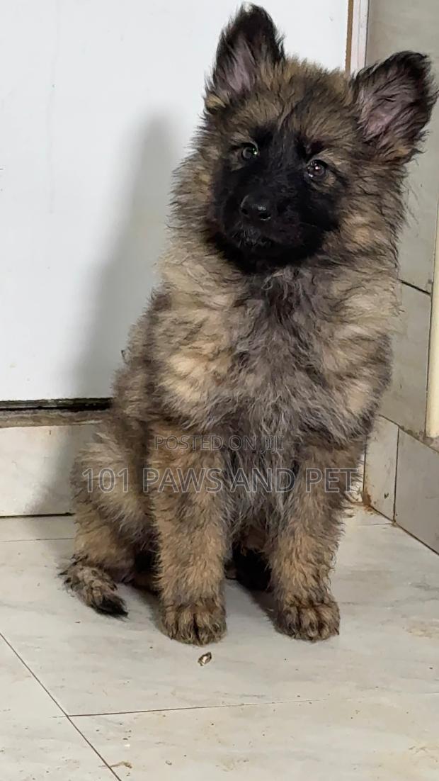 1-3 months Female Purebred Caucasian Shepherd · Photo 1