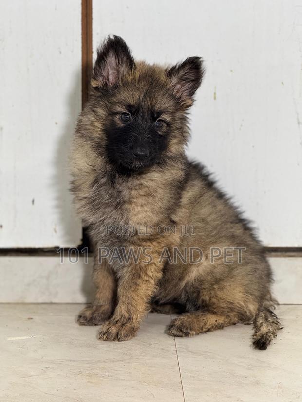 1-3 months Female Purebred Caucasian Shepherd · Photo 3
