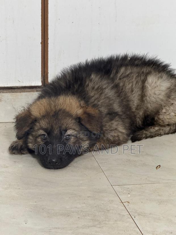 1-3 months Female Purebred Caucasian Shepherd · Photo 4