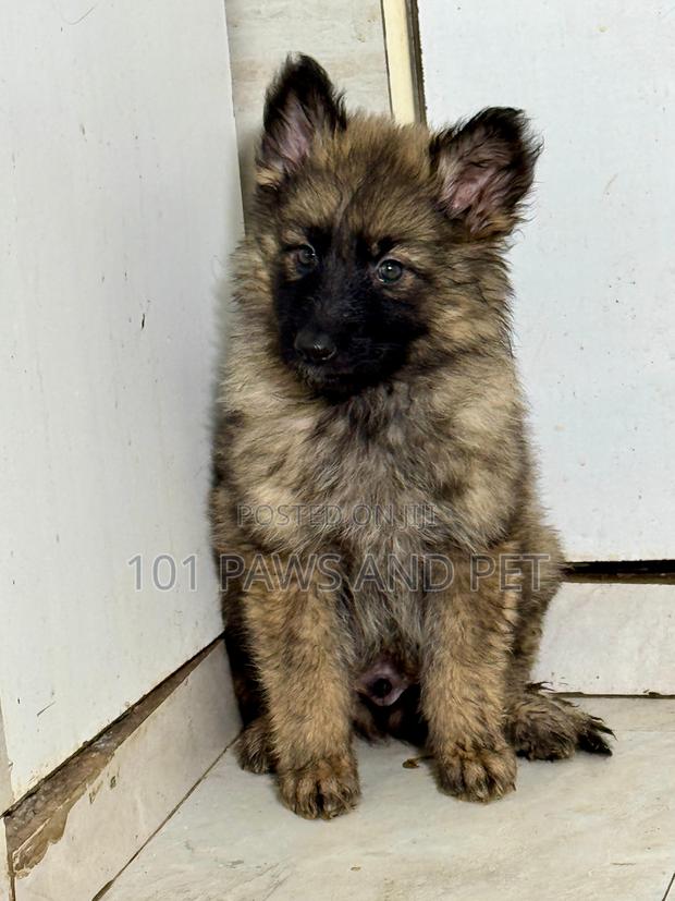 1-3 months Female Purebred Caucasian Shepherd · Photo 2