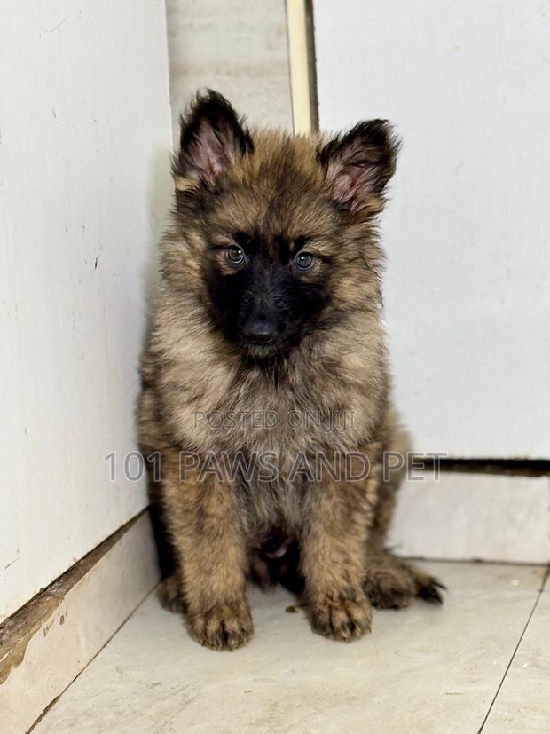 1-3 months Male Purebred Caucasian Shepherd · Photo 2