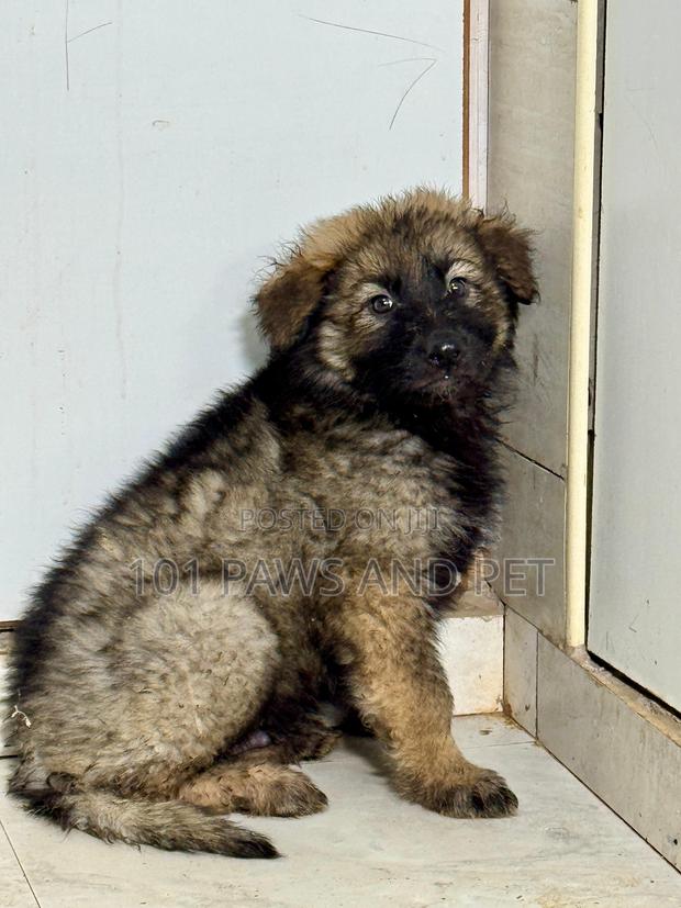 1-3 months Male Purebred Caucasian Shepherd · Photo 1