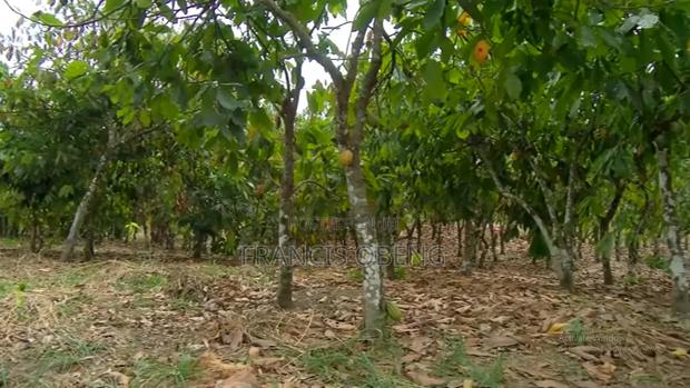10 Acres Cocoa Farmland · Photo 1