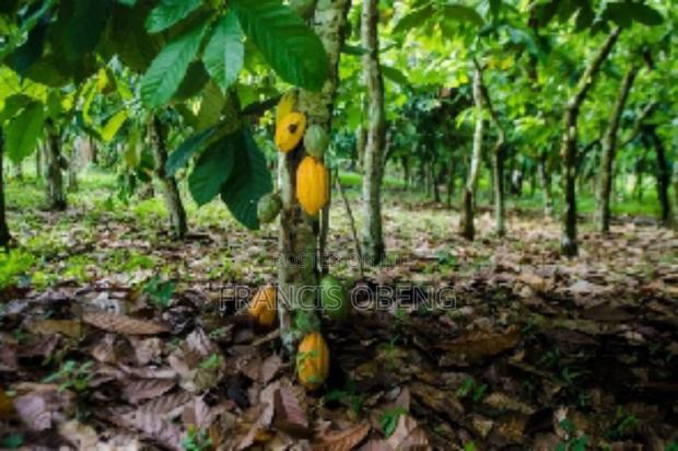10 Acres Cocoa Farmland · Photo 2