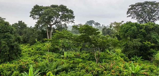 10 Acres Cocoa Farmland · Photo 3