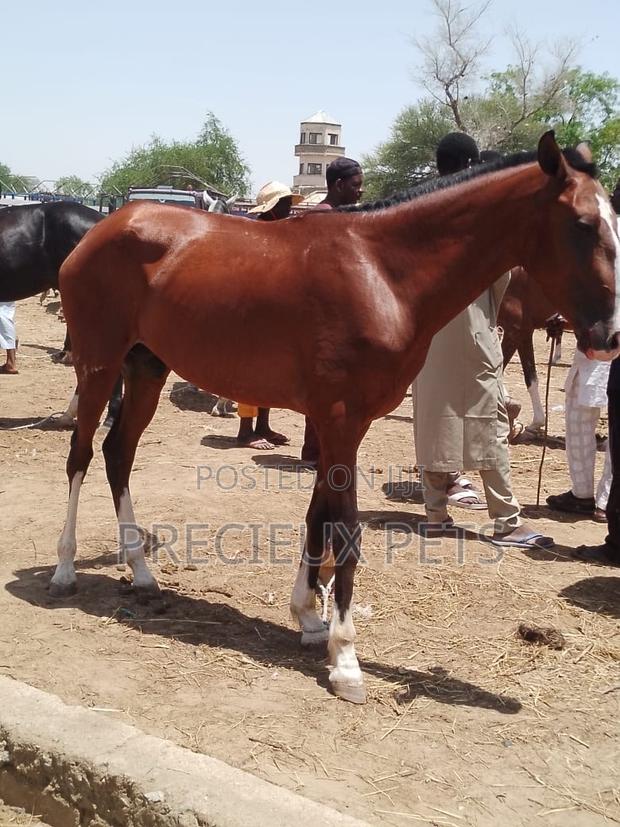 Tamed and Trained Male Adolescent Horse