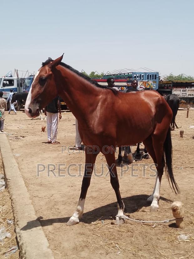 Tamed and Trained Male Adolescent Horse · Photo 3
