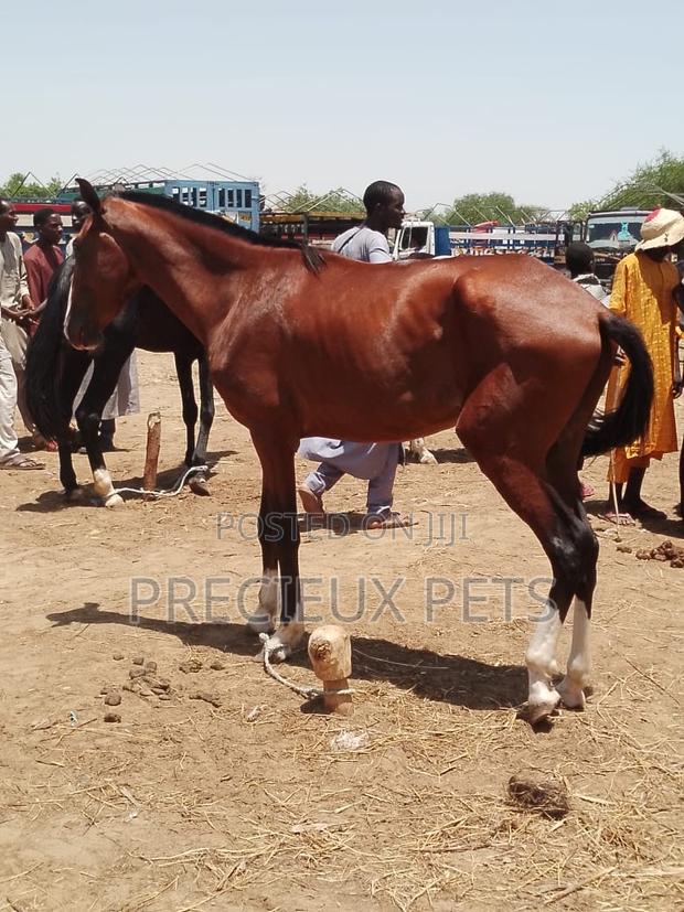 Tamed and Trained Male Adolescent Horse · Photo 2