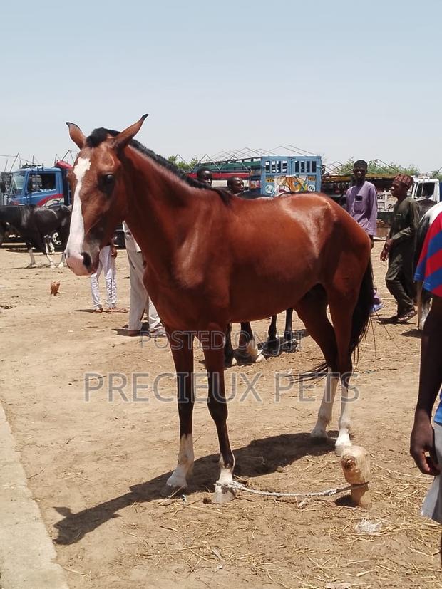 Tamed and Trained Male Adolescent Horse · Photo 4