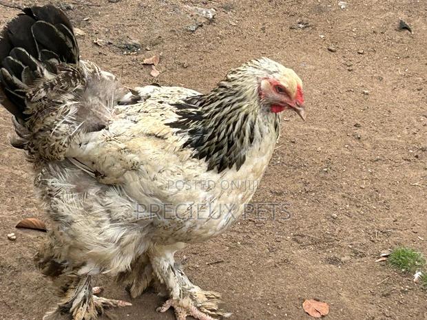 Brahmas Chicken · Photo 3