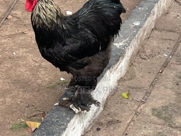 Brahmas Chicken · Photo 4