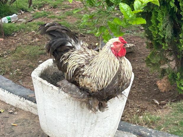 Brahmas Chicken · Photo 1