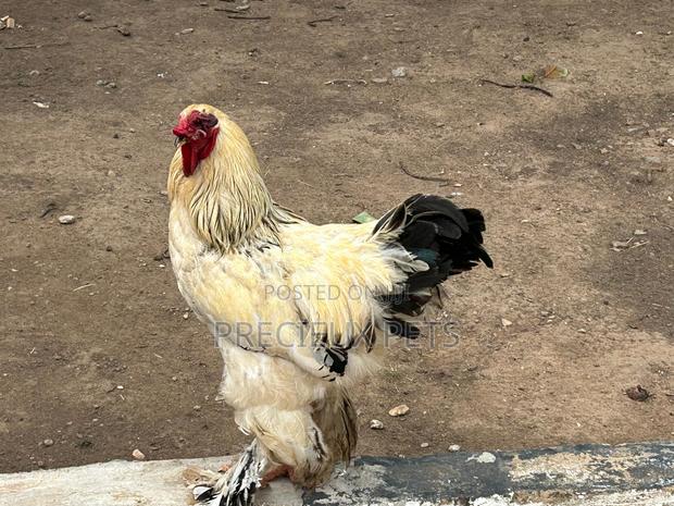 Brahmas Chicken · Photo 2