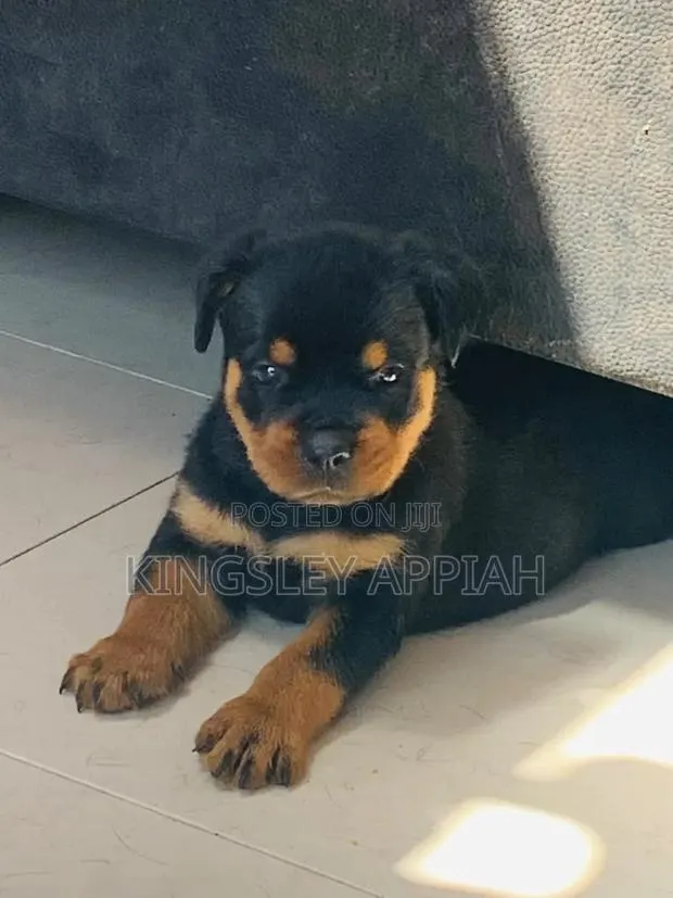 1-3 months Male Purebred Rottweiler · Photo 1