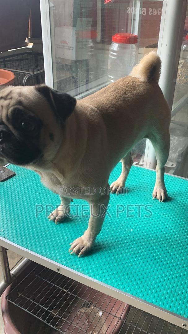 Adult Male Pug For Stud / Crossing / Mating At Precieux-pets · Photo 3