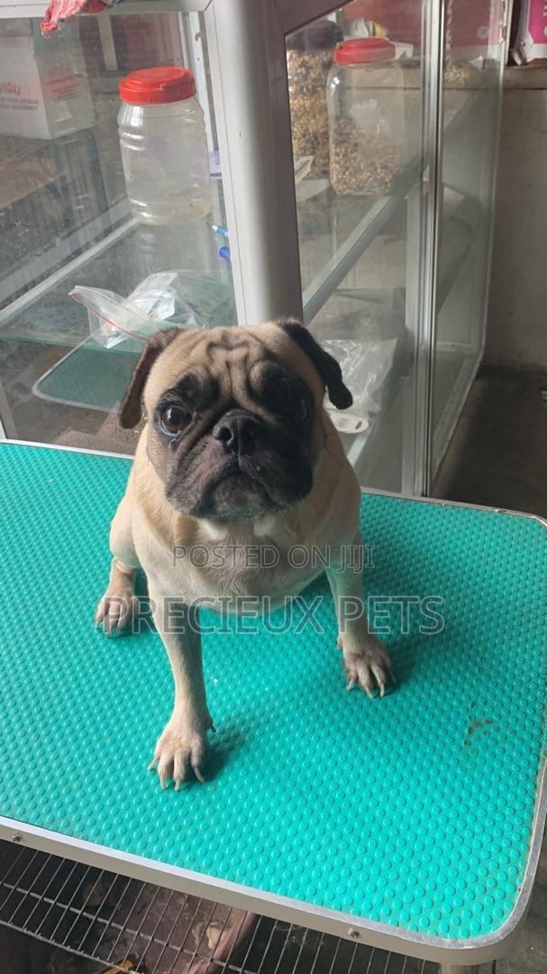 Adult Male Pug For Stud / Crossing / Mating At Precieux-pets · Photo 1