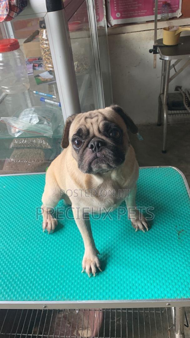 Adult Male Pug For Stud / Crossing / Mating At Precieux-pets · Photo 2