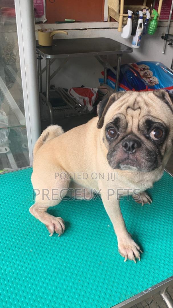 Adult Male Pug For Stud / Crossing / Mating At Precieux-pets · Photo 4