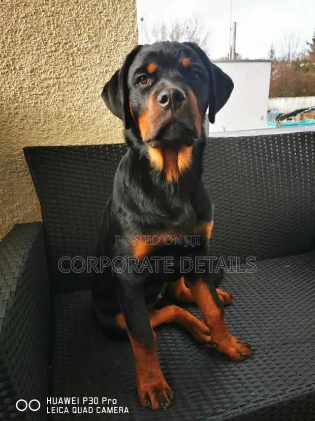 1+ year Male Purebred Rottweiler · Photo 1