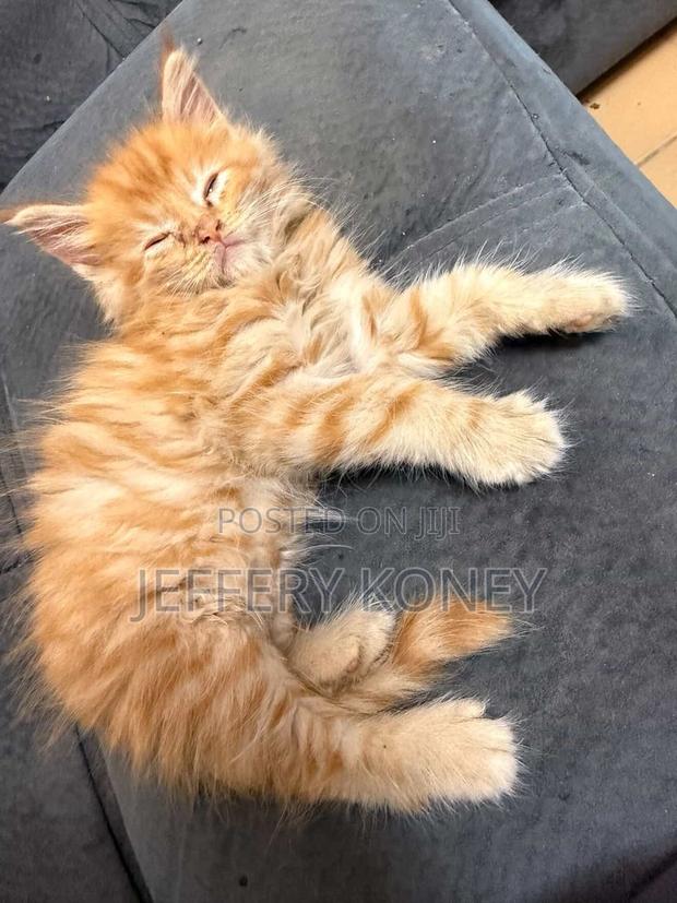 1-3 months Male Purebred Maine Coon · Photo 1