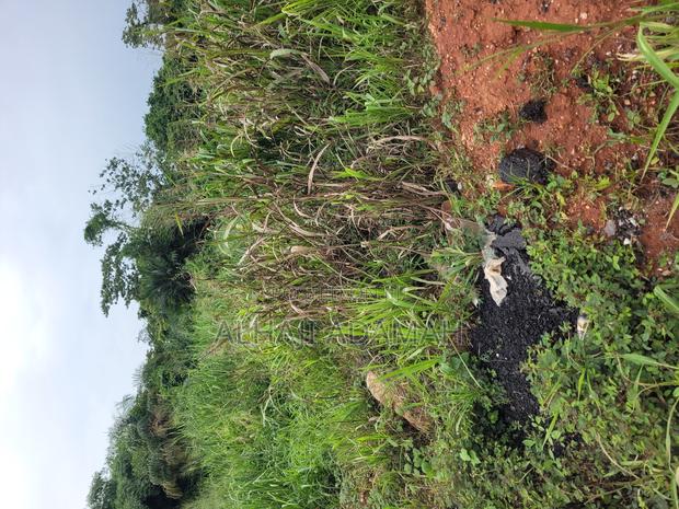 Land for Sale at Santa'si Darko New Site · Photo 4