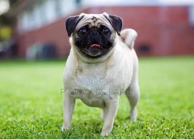 1-3 months Female Purebred Pug · Photo 1