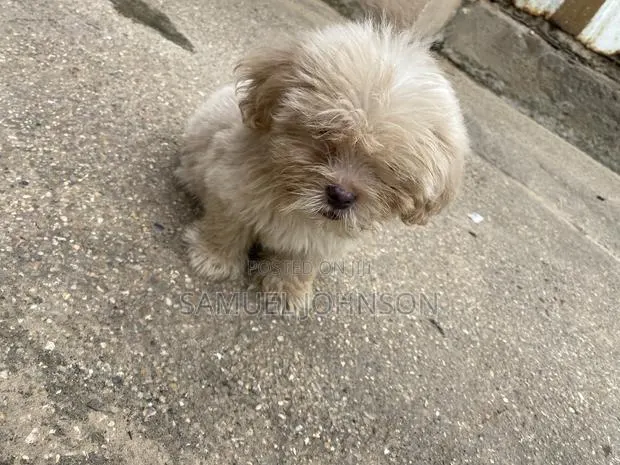 1-3 months Male Purebred Maltese · Photo 1