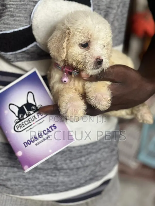 1-3 months Female Purebred Poodle · Photo 1