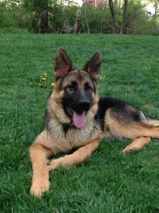 1-3 months Female Purebred German Shepherd · Photo 1