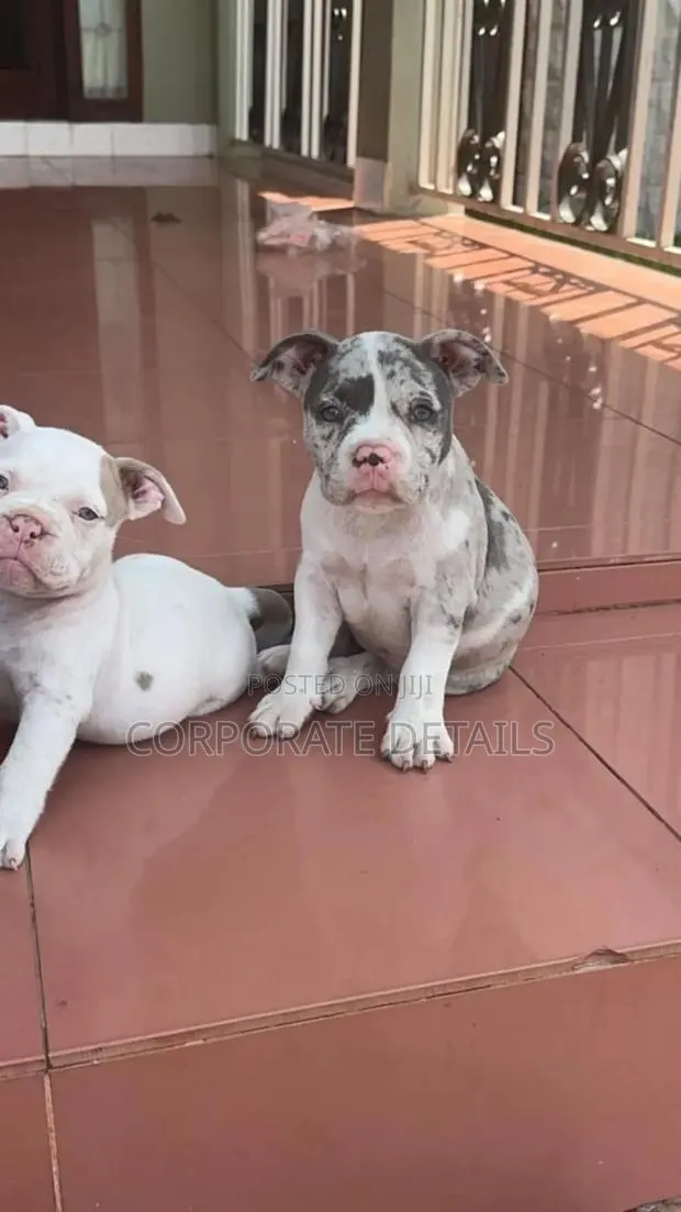 1-3 months Male Purebred American Pit Bull Terrier · Photo 1