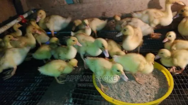 Original Jumbo Pekin Ducklings · Photo 1