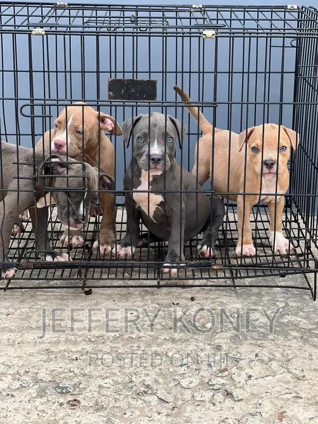 1-3 months Male Purebred American Bully · Photo 1