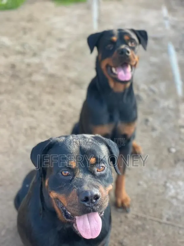 1+ year Female Purebred Rottweiler · Photo 1